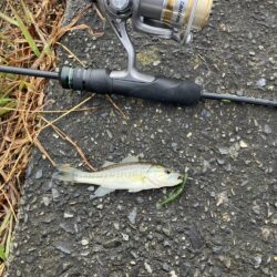 北湖西岸小バス祭り