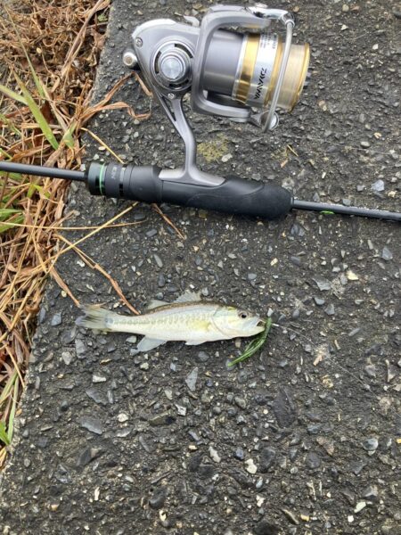 北湖西岸小バス祭り