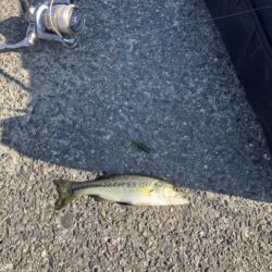 湖西ランガン続