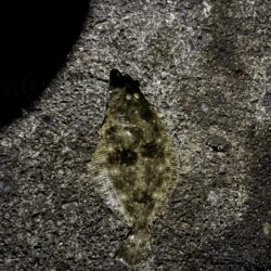 久しぶりの投稿