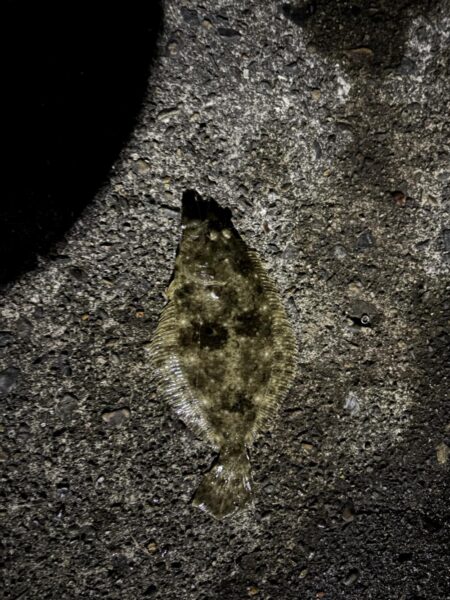 久しぶりの投稿