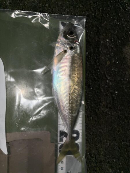 釣り納まらず…