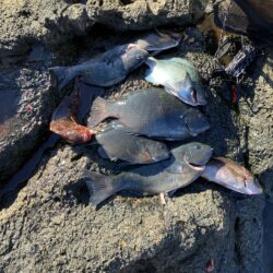 沖磯でフカセ釣り