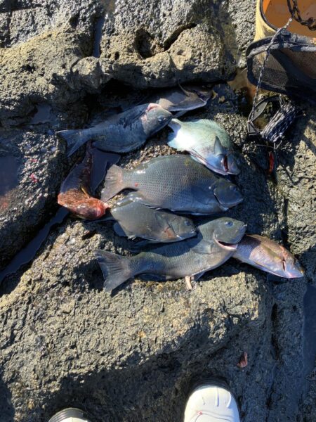 沖磯でフカセ釣り