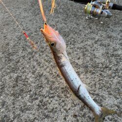 ちょっと早めのカマス調査