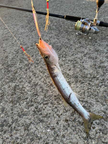 ちょっと早めのカマス調査