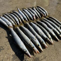 カマス入れ食いモード突入