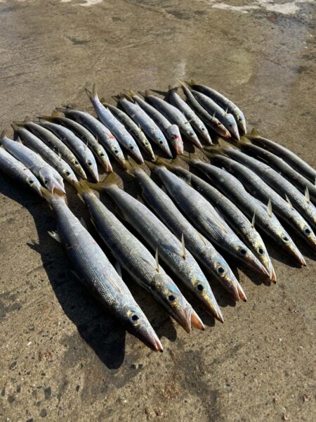 カマス入れ食いモード突入