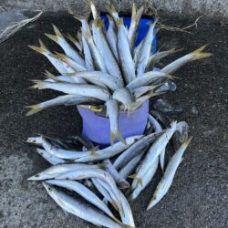 カマス爆釣で溢れカマスパフェ完成