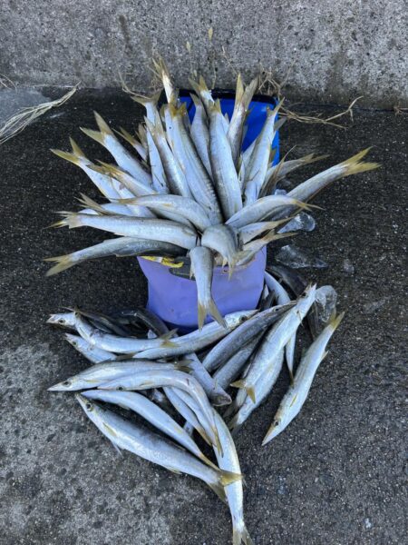 カマス爆釣で溢れカマスパフェ完成