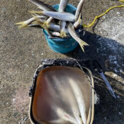 カマス釣果2日目