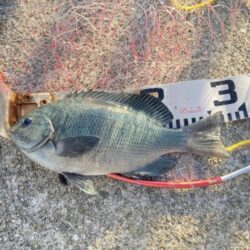 グレ狙いで良型揃い!