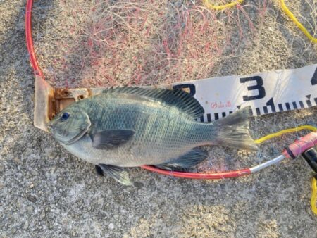 グレ狙いで良型揃い!