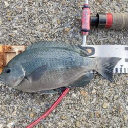 デジタルデトックス釣行