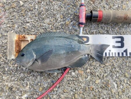 デジタルデトックス釣行