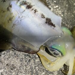 2025 佐渡ヶ島エギング Vol.61【11月29日】