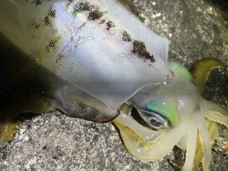 2025 佐渡ヶ島エギング Vol.61【11月29日】