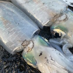 2025 佐渡ヶ島エギング Vol.62【11月30日】