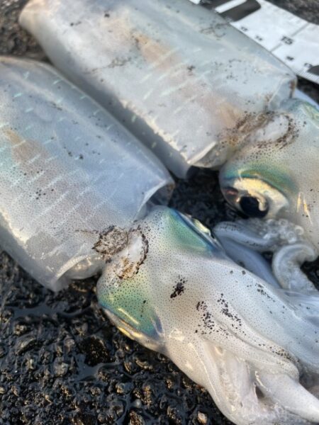 2025 佐渡ヶ島エギング Vol.62【11月30日】