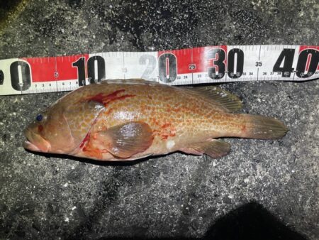 2025 佐渡ヶ島エギング Vol.63【12月2日】