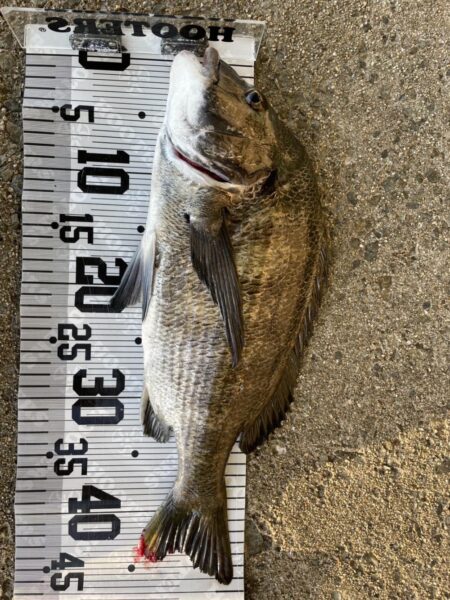 イチノ兄弟、釣果！