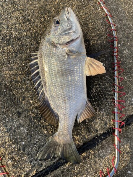 イチノ兄弟、釣果!
