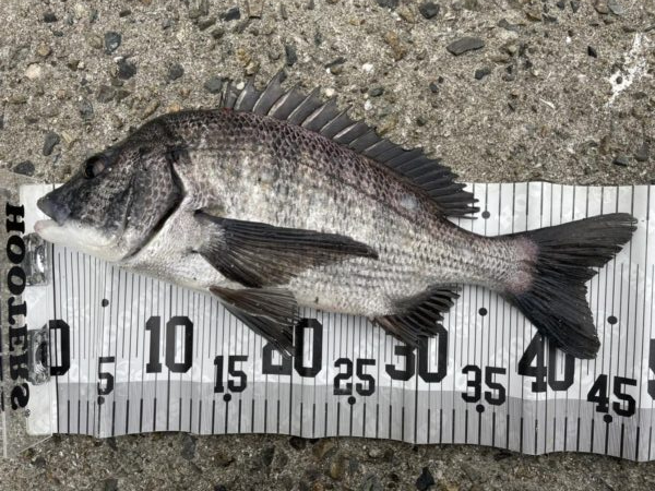 イチノ兄弟、釣果!