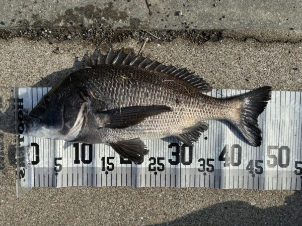 イチノ兄弟、釣果!