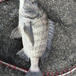 イチノ兄弟、釣果!