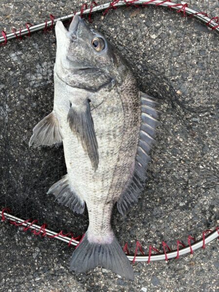 イチノ兄弟、釣果!