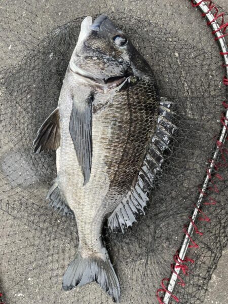 イチノ兄弟、釣果！