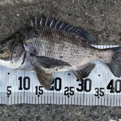 イチノ兄弟、釣果!