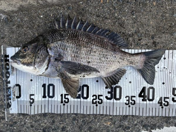 イチノ兄弟、釣果!