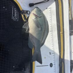 フカセ第2戦〜大蔵海岸〜グレ絶好調