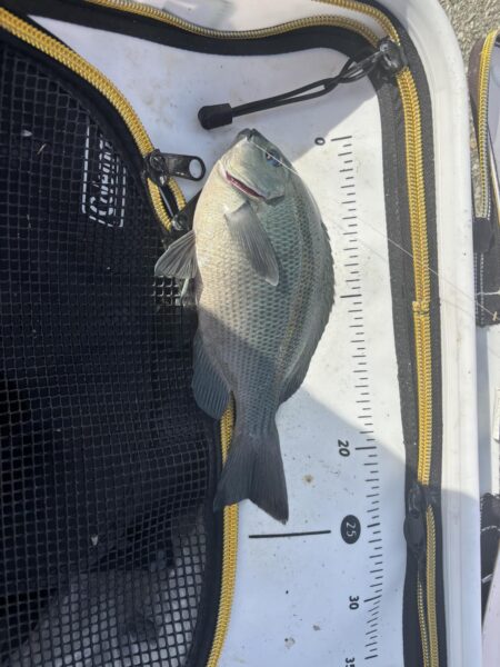 フカセ第2戦〜大蔵海岸〜グレ絶好調