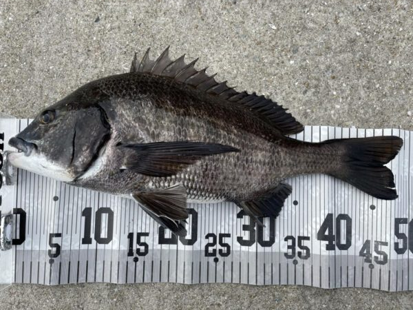 イチノ兄弟、釣果！