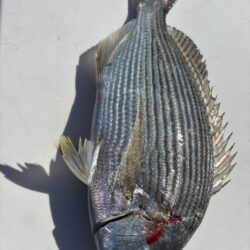 アジんもとめて