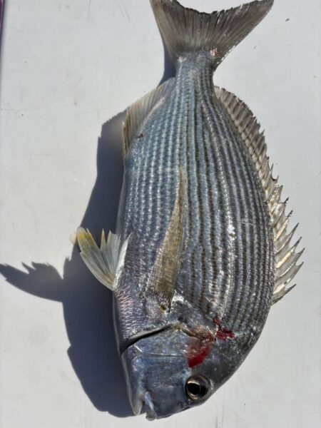 アジんもとめて