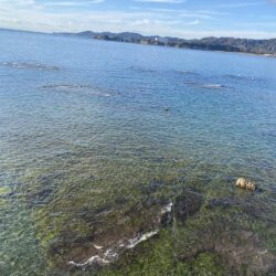 アジを釣りイカを釣る