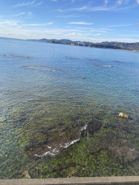 アジを釣りイカを釣る