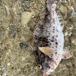 アジを釣りイカを釣るはずが！