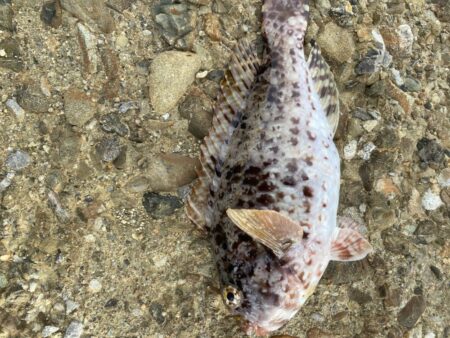 アジを釣りイカを釣るはずが！