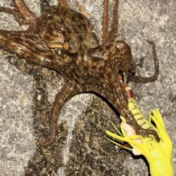 久しぶりのタコ釣り