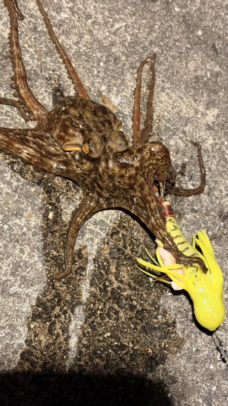 久しぶりのタコ釣り