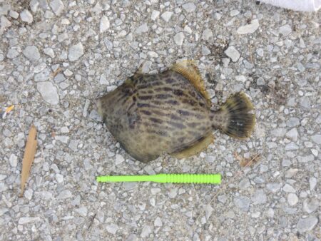 アジは何処に？