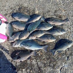 和歌山市江(吉丸渡船)でグレ釣り