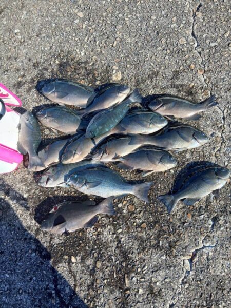 和歌山市江(吉丸渡船)でグレ釣り