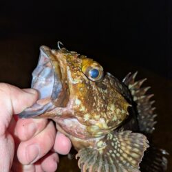 ガシラ自己記録更新