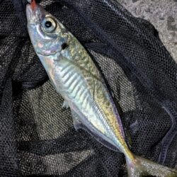 短時間アジング