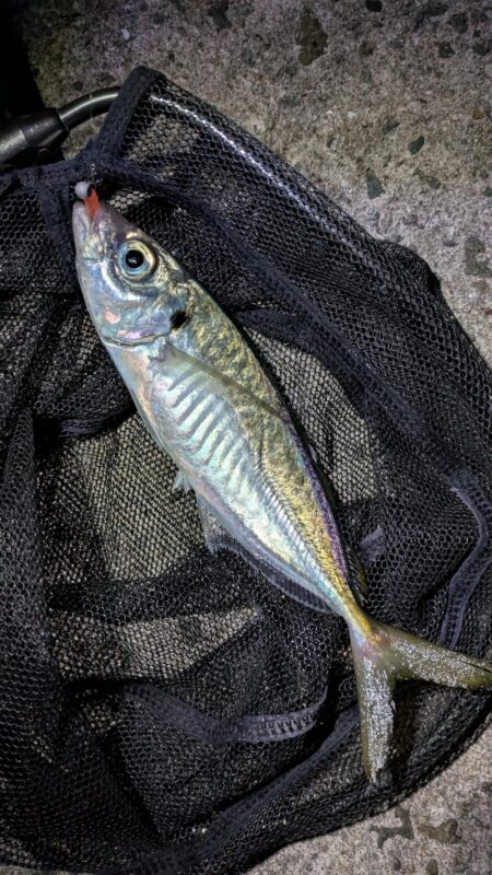 短時間アジング